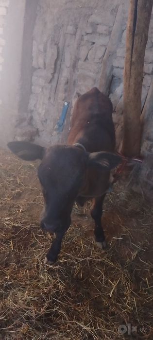 GʻUNOJIN sotiladi kafolati bilan