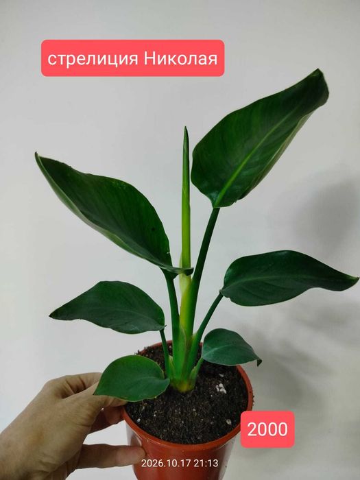 Комнатные цветы.