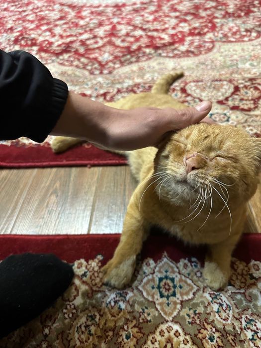 Кошка Гарфилд 3 года