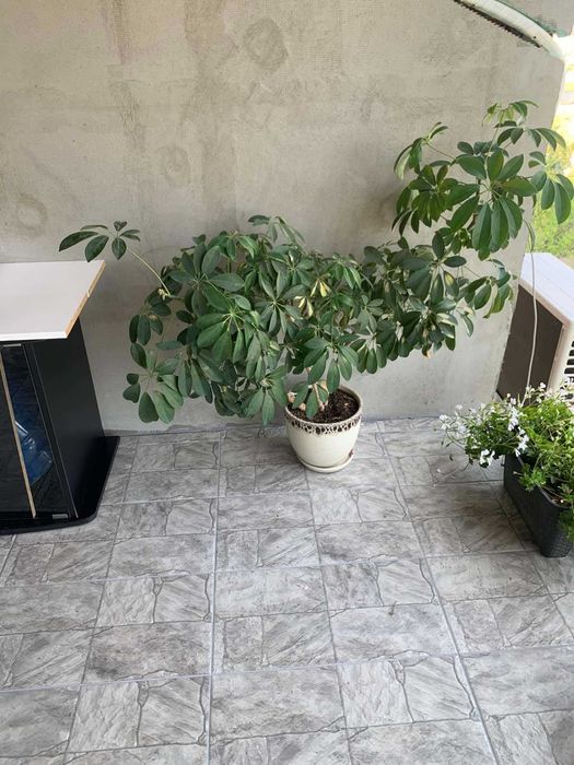 палма юка , бенджамин,, драцена, цена 50лв всяка с керамична саксия