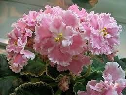 Сортовые фиалки!