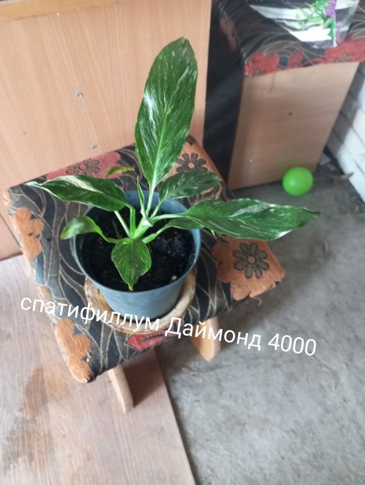 Продам или обменяю