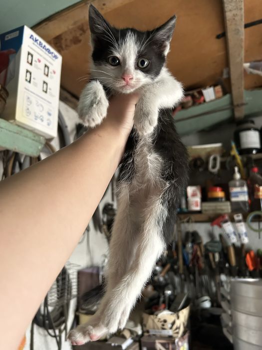 могу отдать бесплатно