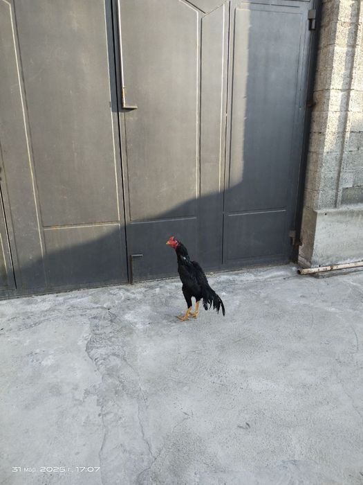 Mayskiy jo'ja sotiladi.