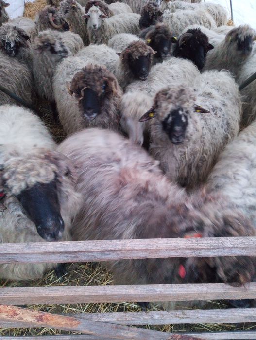 Oi bucalai de vanzare