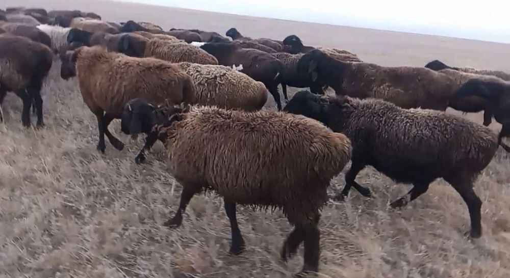 Бараны и барашки