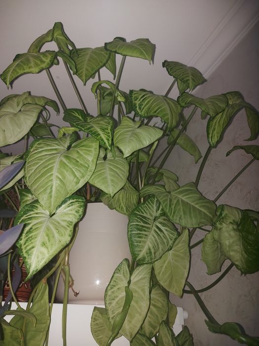 Комнатный цветы  сингониумы