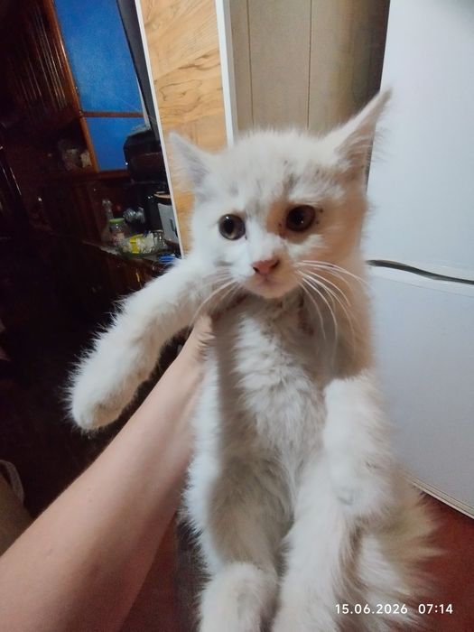 Белый, красивый котёнок.