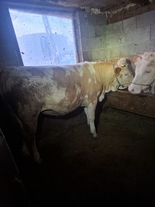 Vand 5 vitele baltate