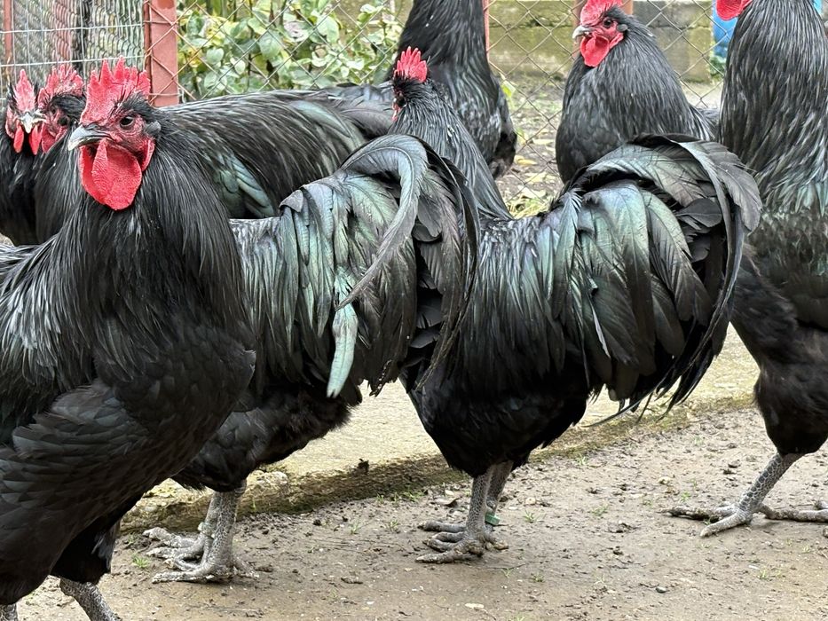 Cocosi australorp negru