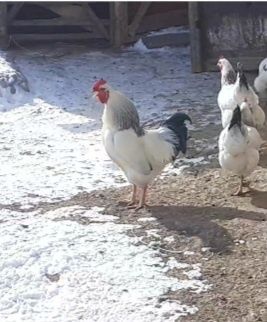 Адлер парода кораз сатылат