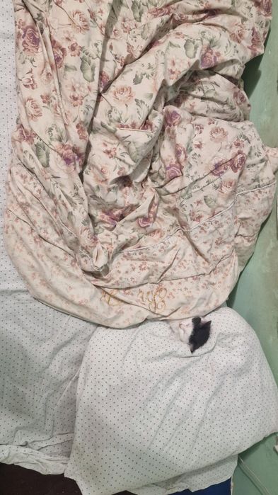 Отдам котенка полтора месяца