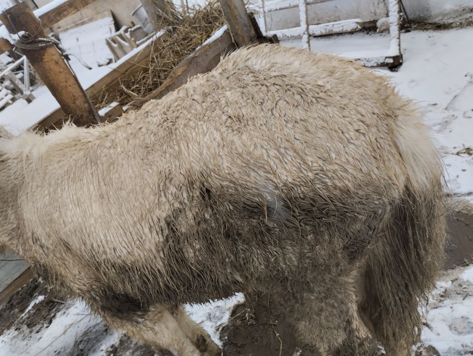 Продам жабағы на откорме