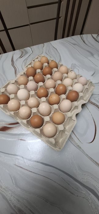 Продам куриное яйцо