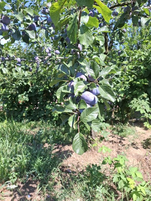Prune centenar de vânzare