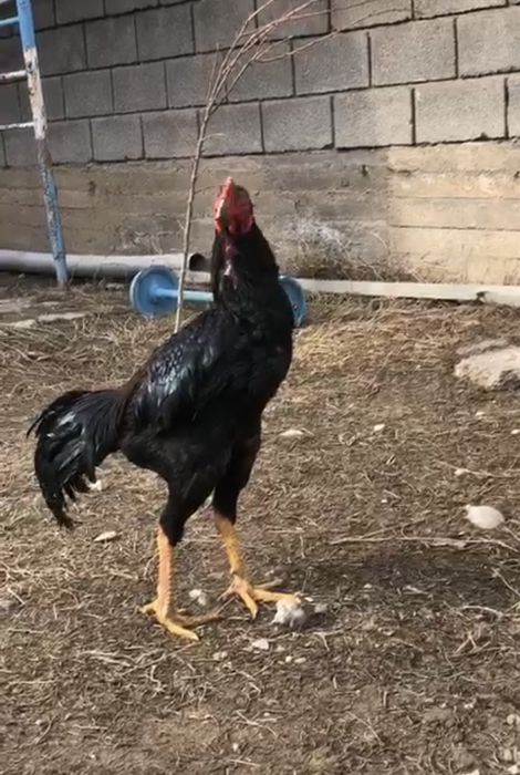 Продается бойцовый петух