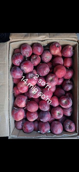 Olma sotiladi optim jizzaxnik