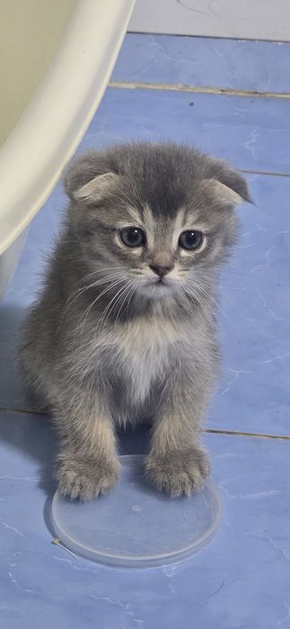 Scottish Fold mushuk