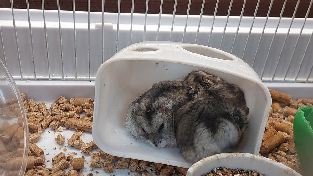 Джунгарские хомячки