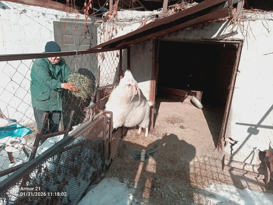 Продам козу, было 2 акота