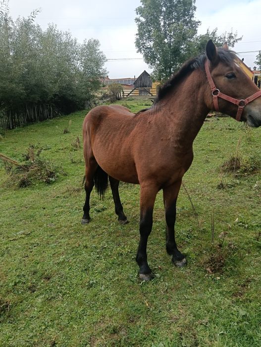 Vând mânz de un an și 4luni relații al Nr de telefon