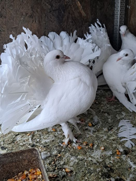 De vânzare porumbei voltați