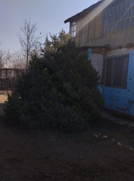 __Продаю ёлку___