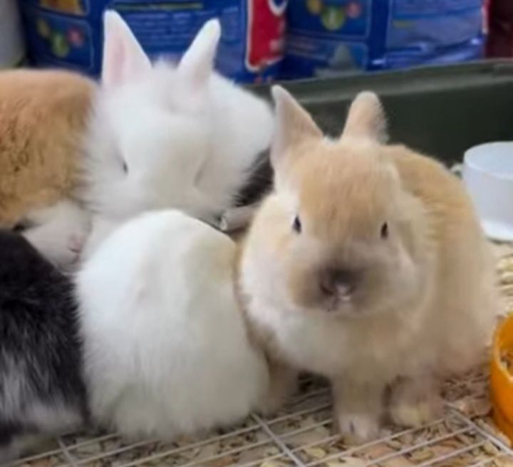 Продаются кролики декоративные, писать на ватсап, не звонить,