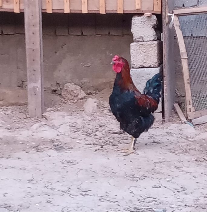 Қороздар бор 3500 тенге