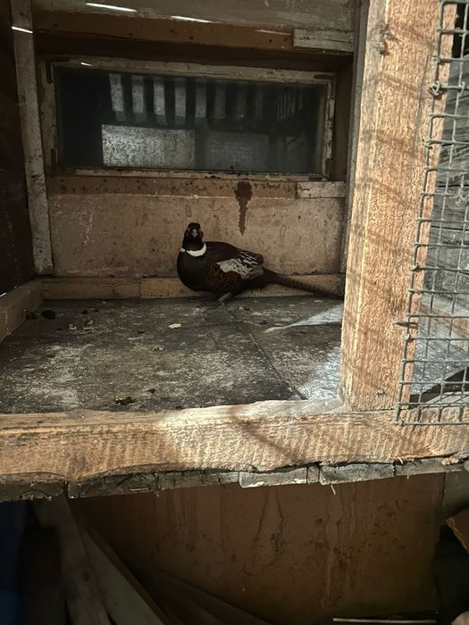 (Фазаны -2самцы)