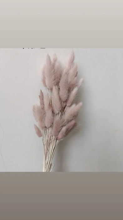 Сухоцветы, лагрус, пшеница, лаванда