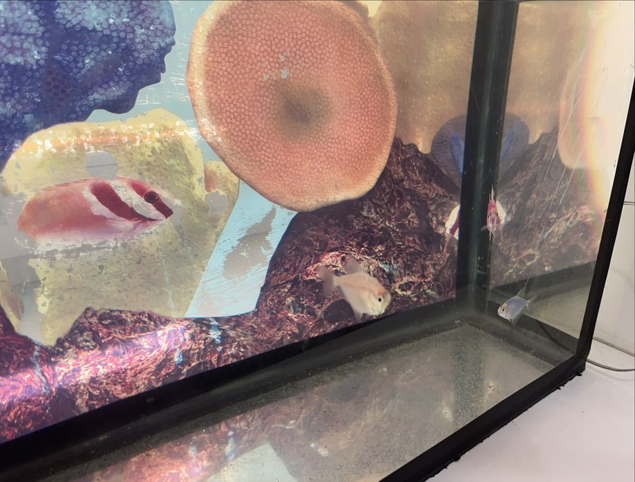 Аквариум с рыбками