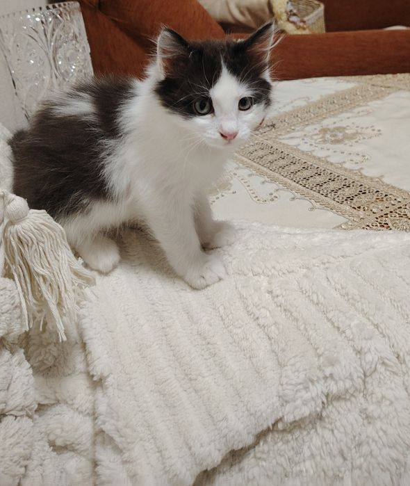 Отдам котёнка в добрые руки
