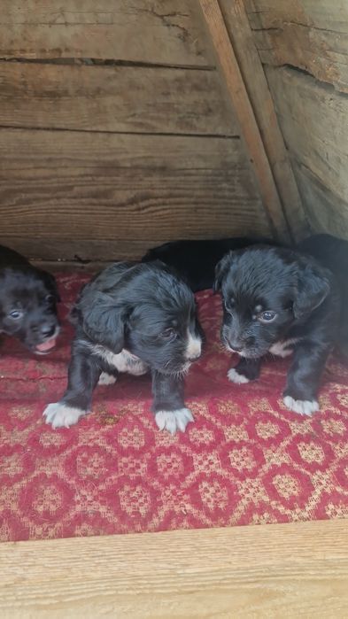 Dau bishoni havanezi in adopție