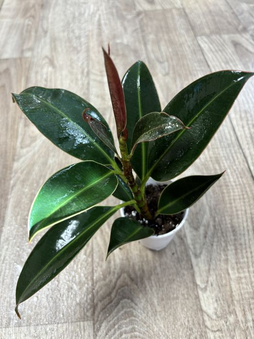 Продам Комнатные цветы