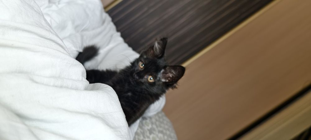Отдам котенка- мальчик