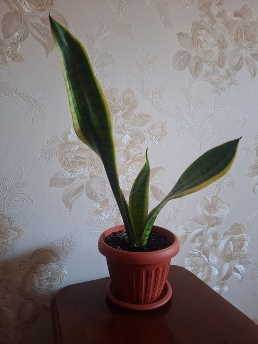 Сансивиерия (Sansevieria)