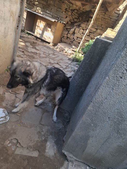 Подарявам  куче.