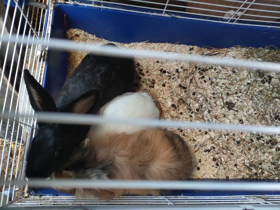 Porcușori de guineea și iepuri