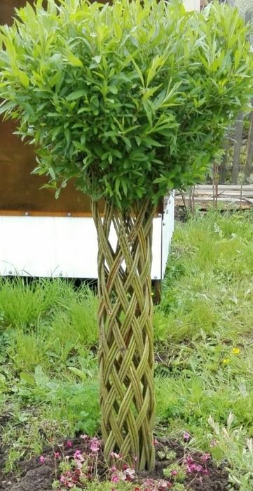 Плетенное дерево из ивы