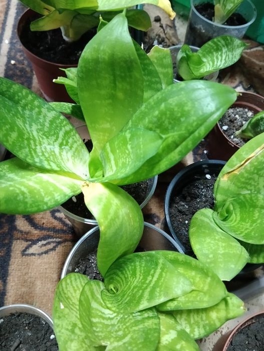 Комнатные растения