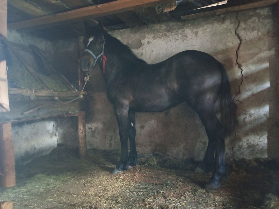 Продам жыребушка