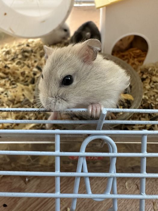 Hamsteri pitici foarte drăgălași