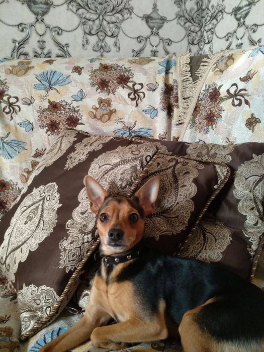 Продаются щенята