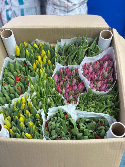 Тюльпаны оптом!!!