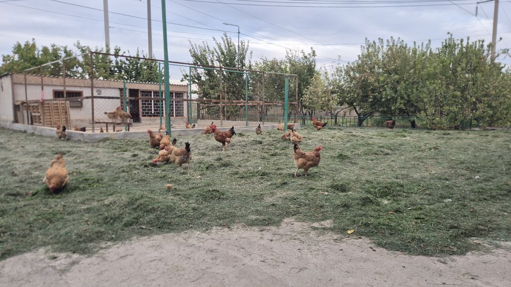 Кучин қораздары.
