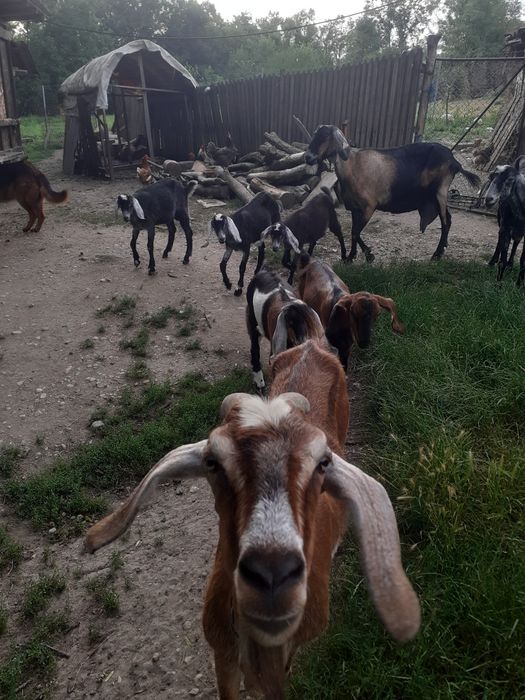 Iezi anglonubieni