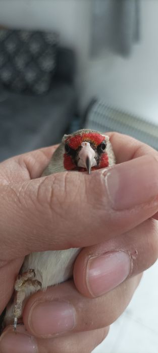 Щегол черноголовый