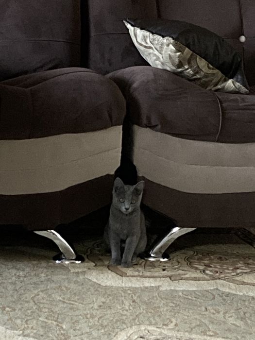 Британский короткошерстные