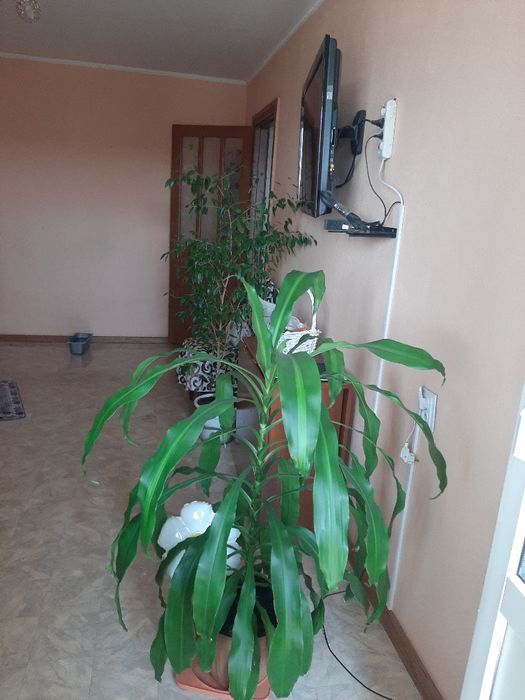 Комнатное растения